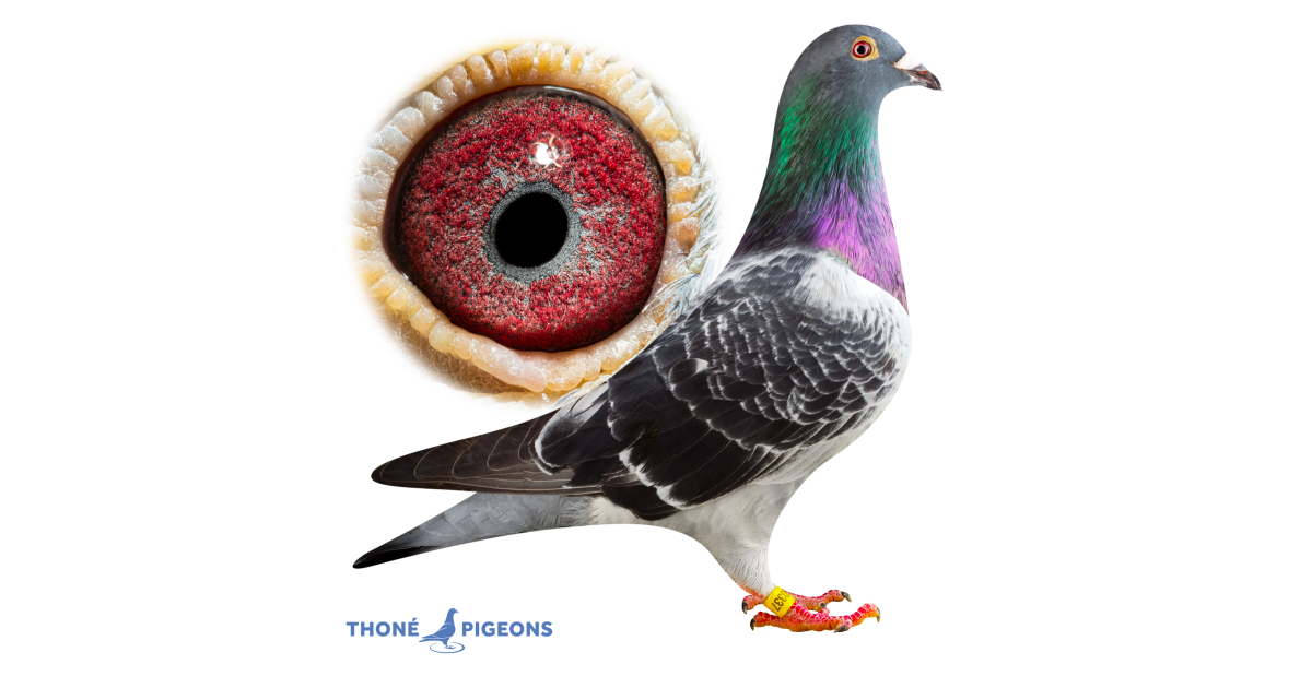 Inbred Billy 337 - BE24-5100337 - Thoné Pigeons