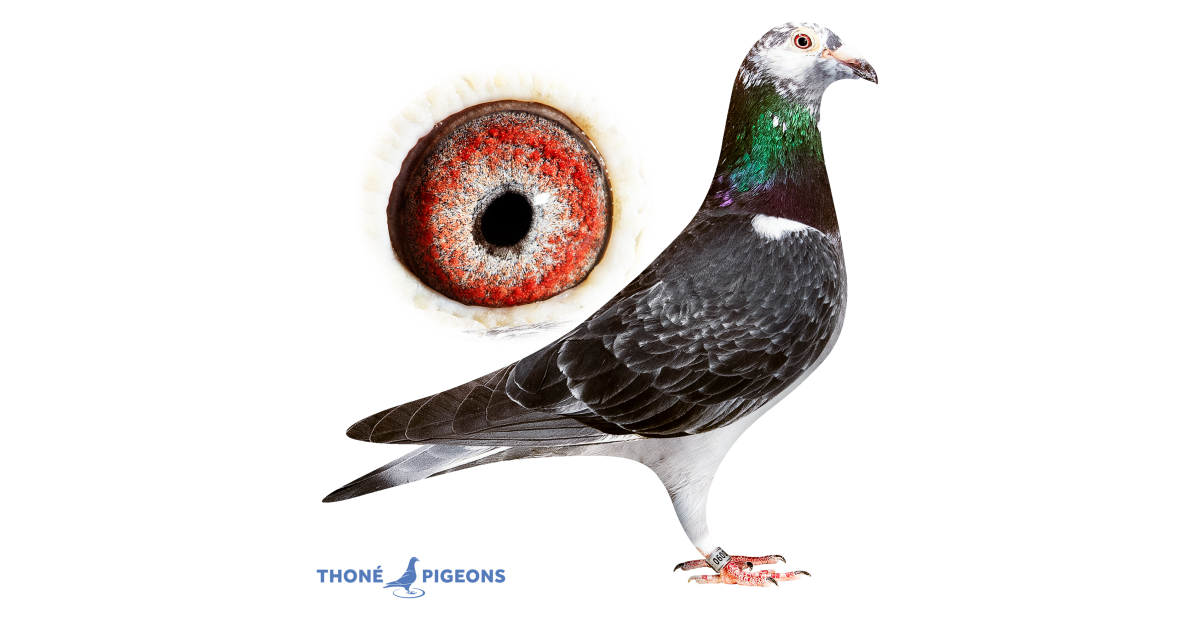 Grijny - BE15-2180090 - Thoné Pigeons