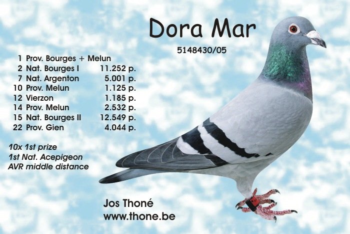 Dora Mar, 1st. National Acepigeon AVR middle distance