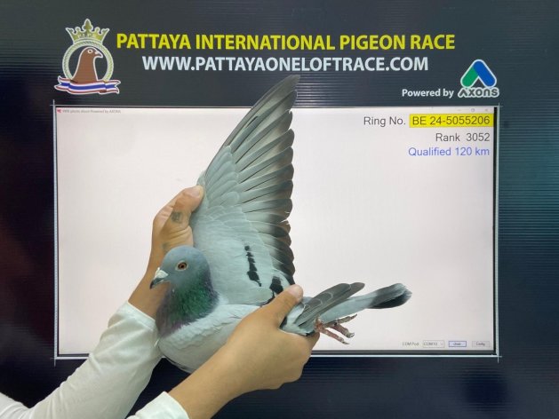 855/4878p. Pattaya PIPR (600km) '24/'25 
