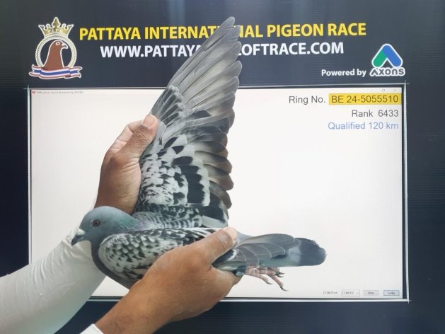 1040/4878p. Pattaya PIPR (600km) '24/'25 