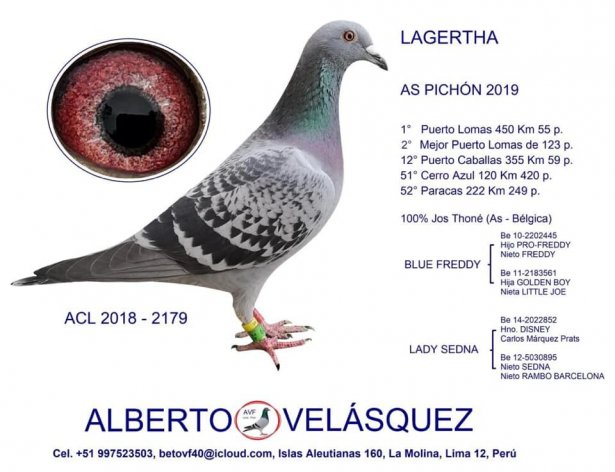 Lagertha - As ACL Pichón 2019 del Sr. Alberto Velasquez
