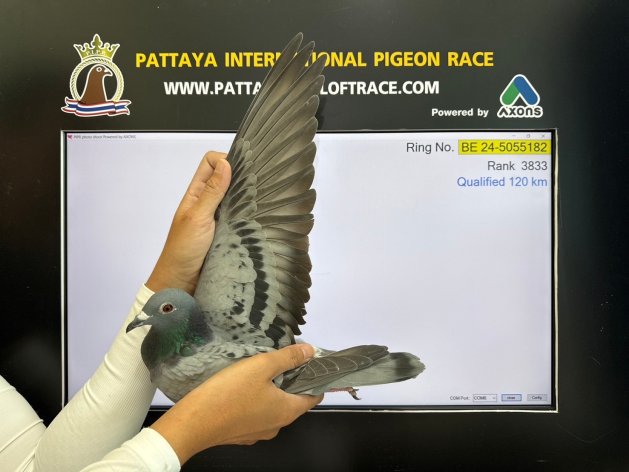 1753/4878p. Pattaya PIPR (600km) '24/'25