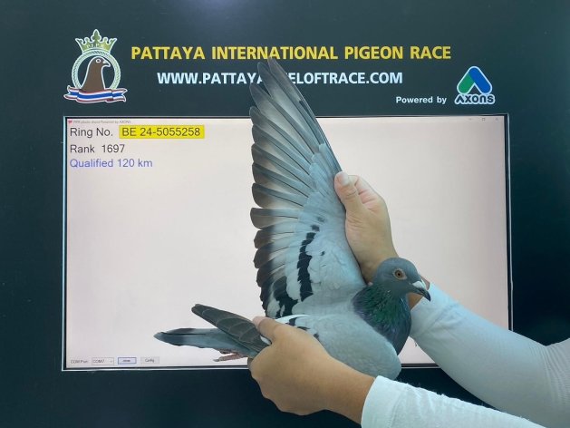 242/4878p. Pattaya PIPR (600km) '24/'25 
