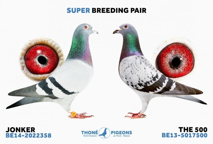 Exceptional breeding pair: 'Jonker' and 'The 500'