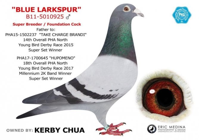 'Blue Larkspur' Super Breeder and Foundation Cock of Kerby Chua - 100% Thoné