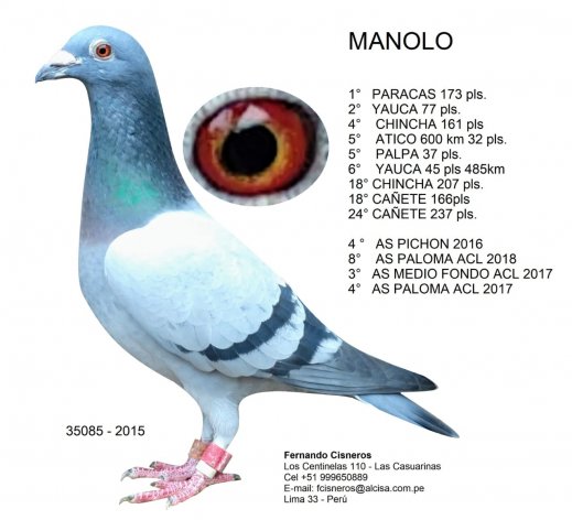 'Manolo', 100% Origin Thoné