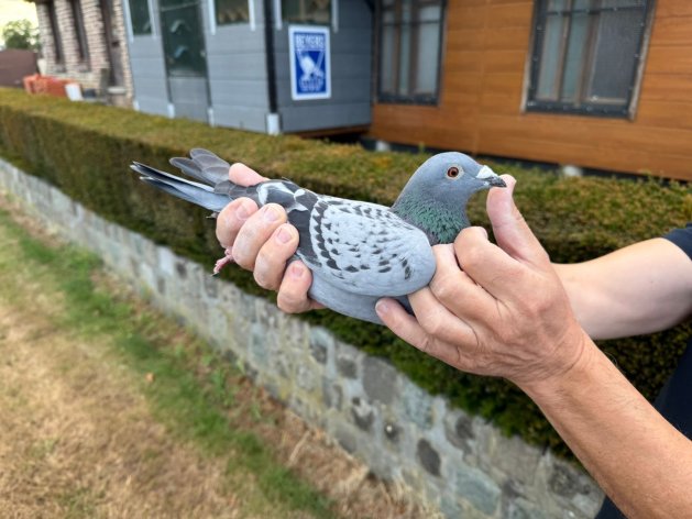 1. Nat. zone b2 Limoges (665km) 2,575 pigeons