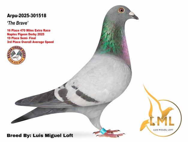 'The Brave' from LML, bred from 'Miss Figo'