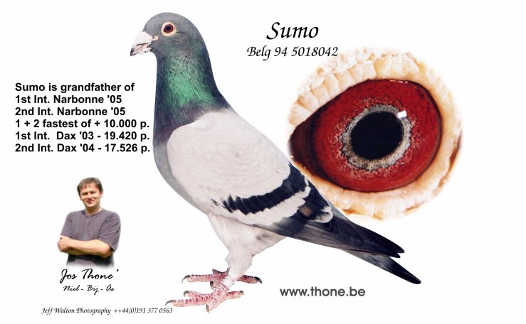 'Sumo', the legendary breeding bird of Jos Thoné