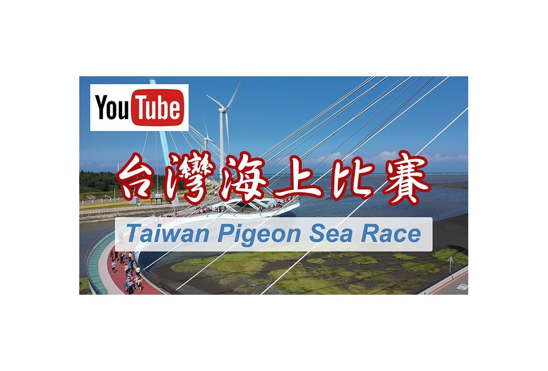 Unique insights into the Taiwanese 🇹🇼 pigeon racing system