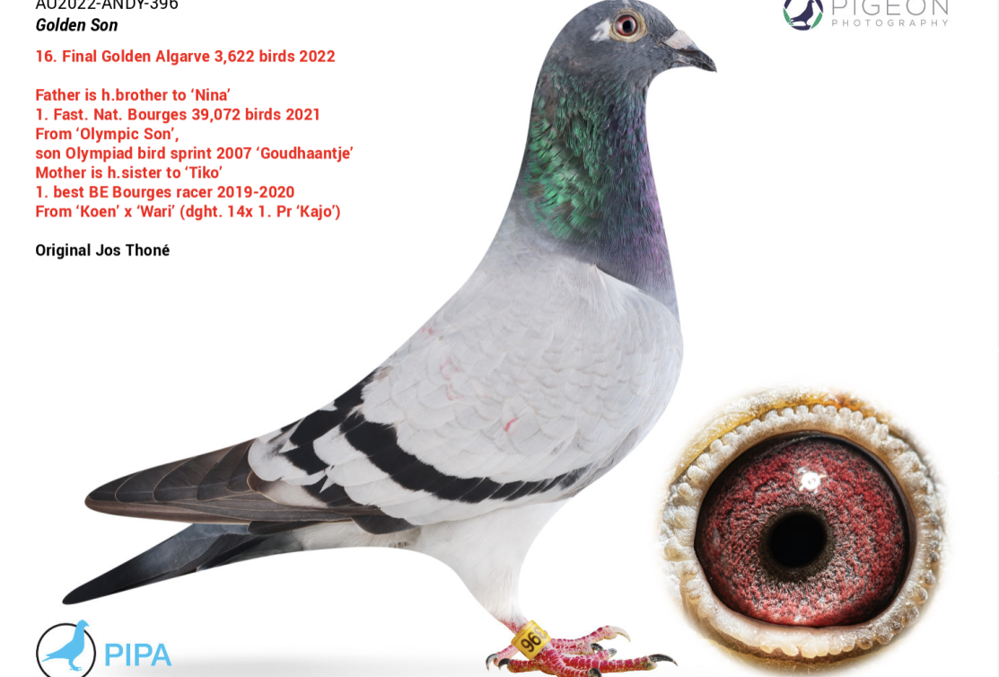 16. Final Algarve Pigeons Golden Race