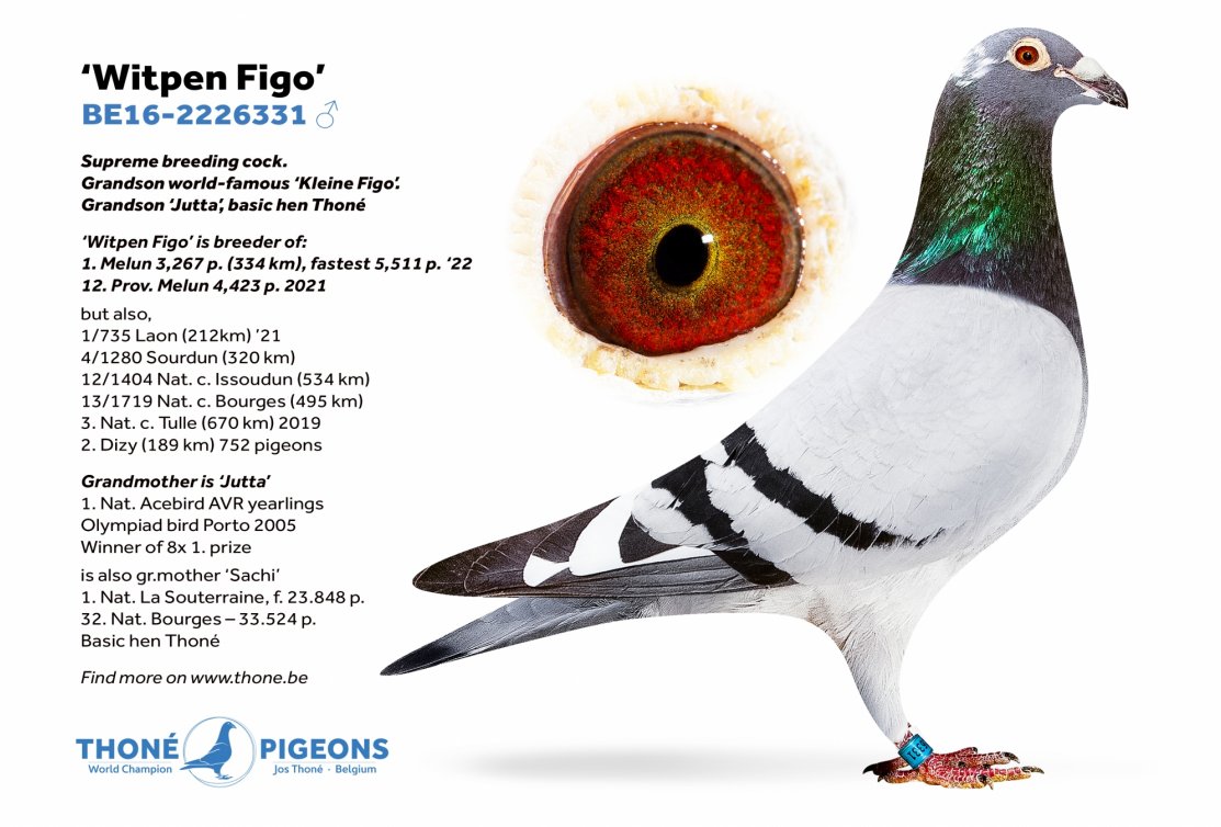 Fantastic results and references for Thoné Pigeons