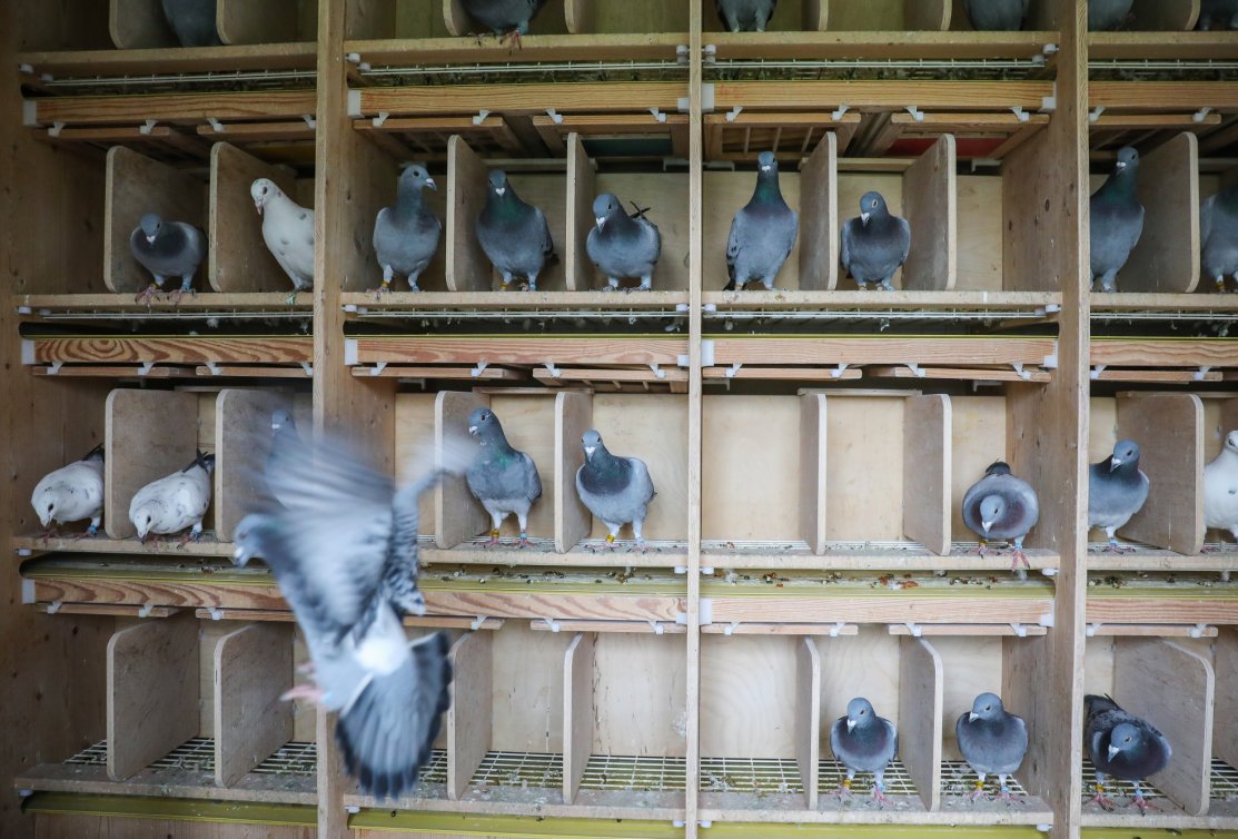 The Idea of Thoné: box divisions for young birds or hens