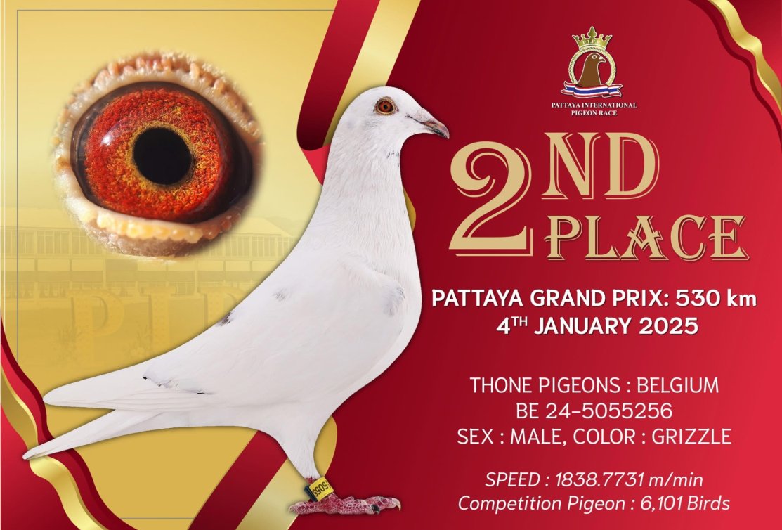 Great results in Pattaya PIPR 2024/2025