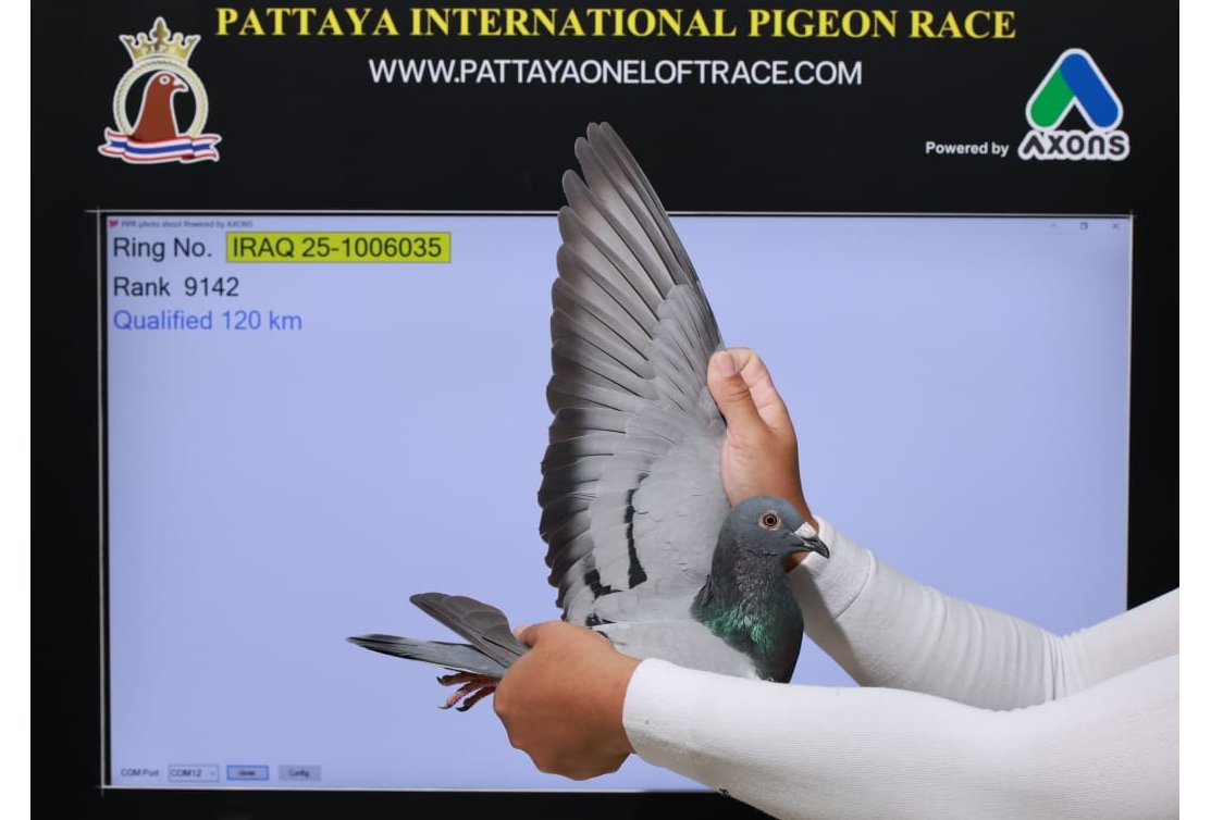 Results and references in Pattaya PIPR 2025/2026