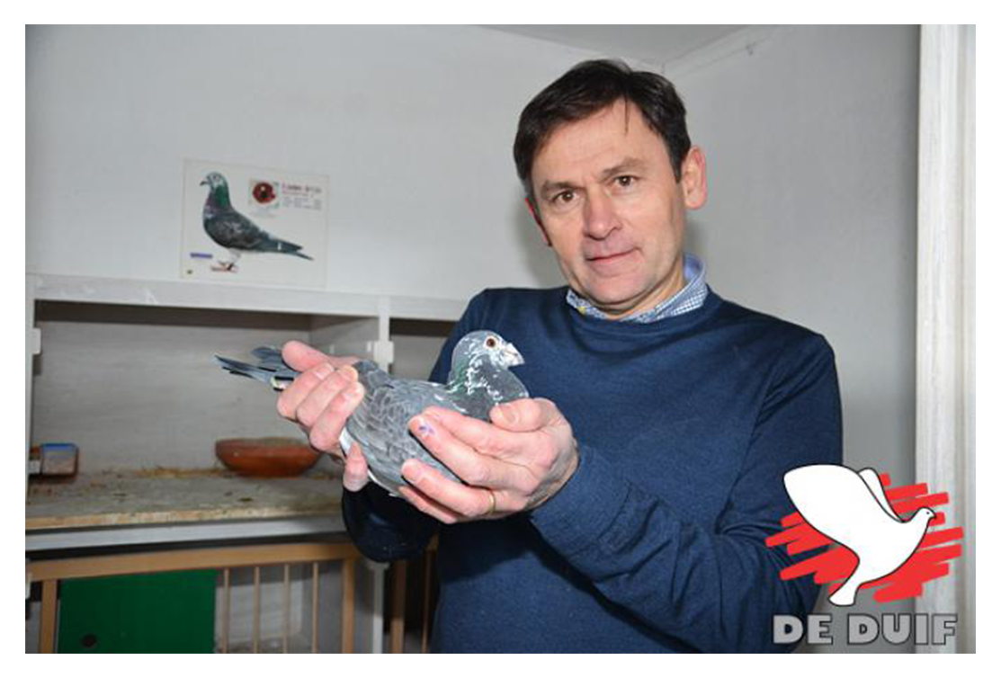 Reportage "De Duif" : Jos Thoné, Gouden Duif winnaar België 2015