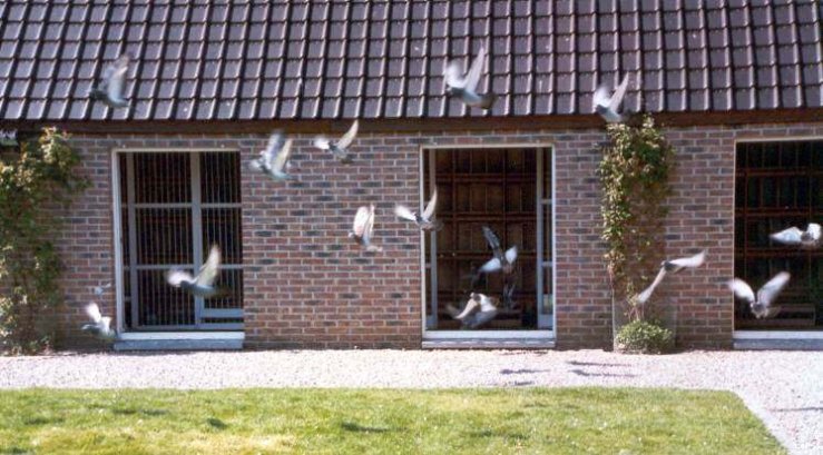 Pigeons enter and exit through large windows