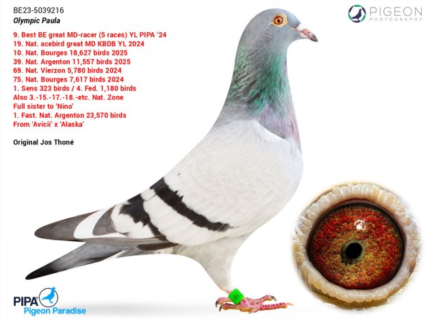 Sold on PIPA Auction of the Racing Team 29/12/2025 - 11/01/2026