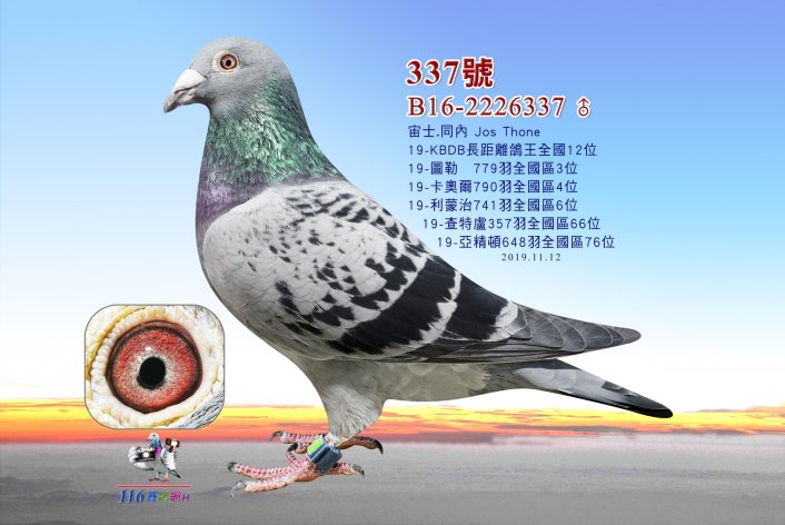 “卡卡诺”: 2019年KBDB全国长距离鸽王12位